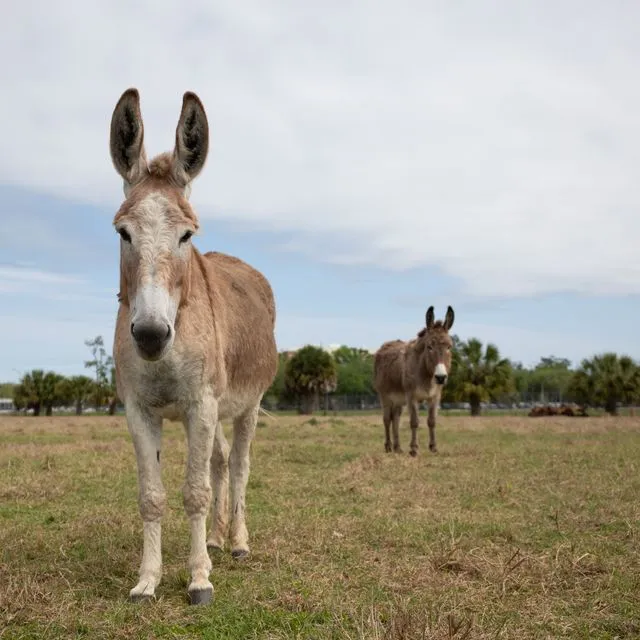 thumbnail for publication: Donkeys: An Introduction to This Long-eared Equid and Considerations for Management